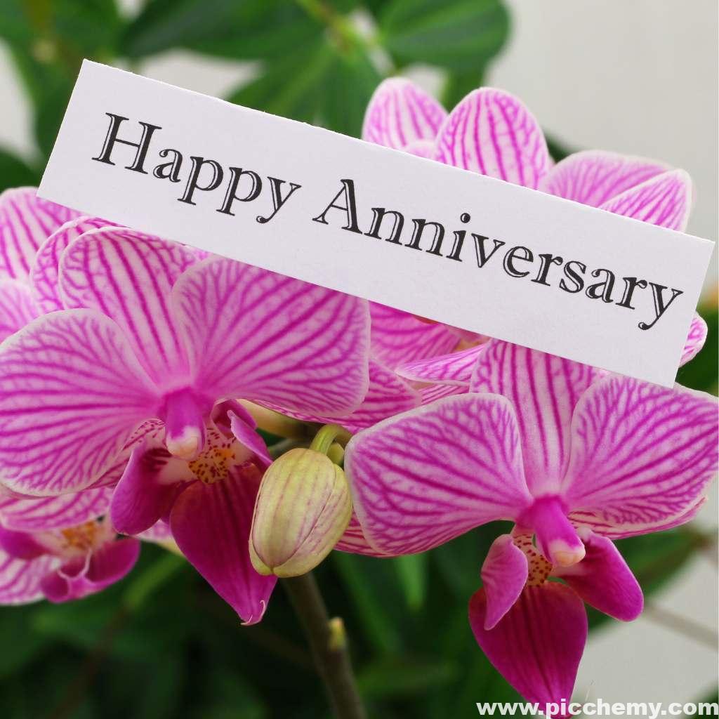 Pink Orchid flower with Happy Anniversary Image