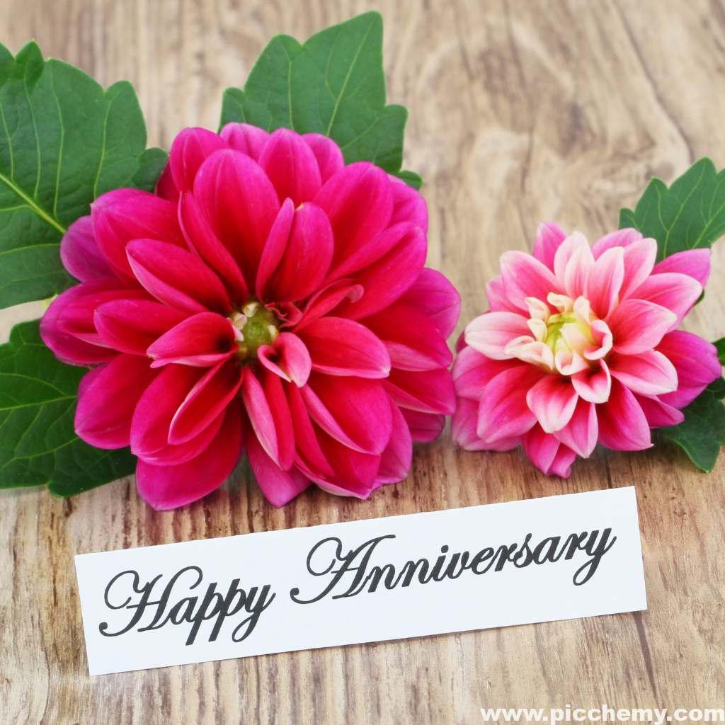 Dahlia pinnata flowers Happy Anniversary image