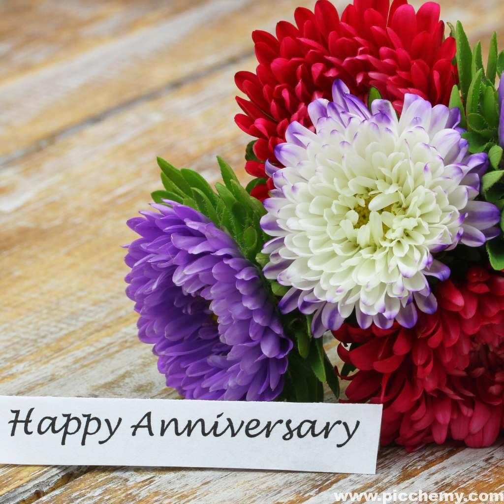 aster, callistephus Flowers Happy Anniversary image