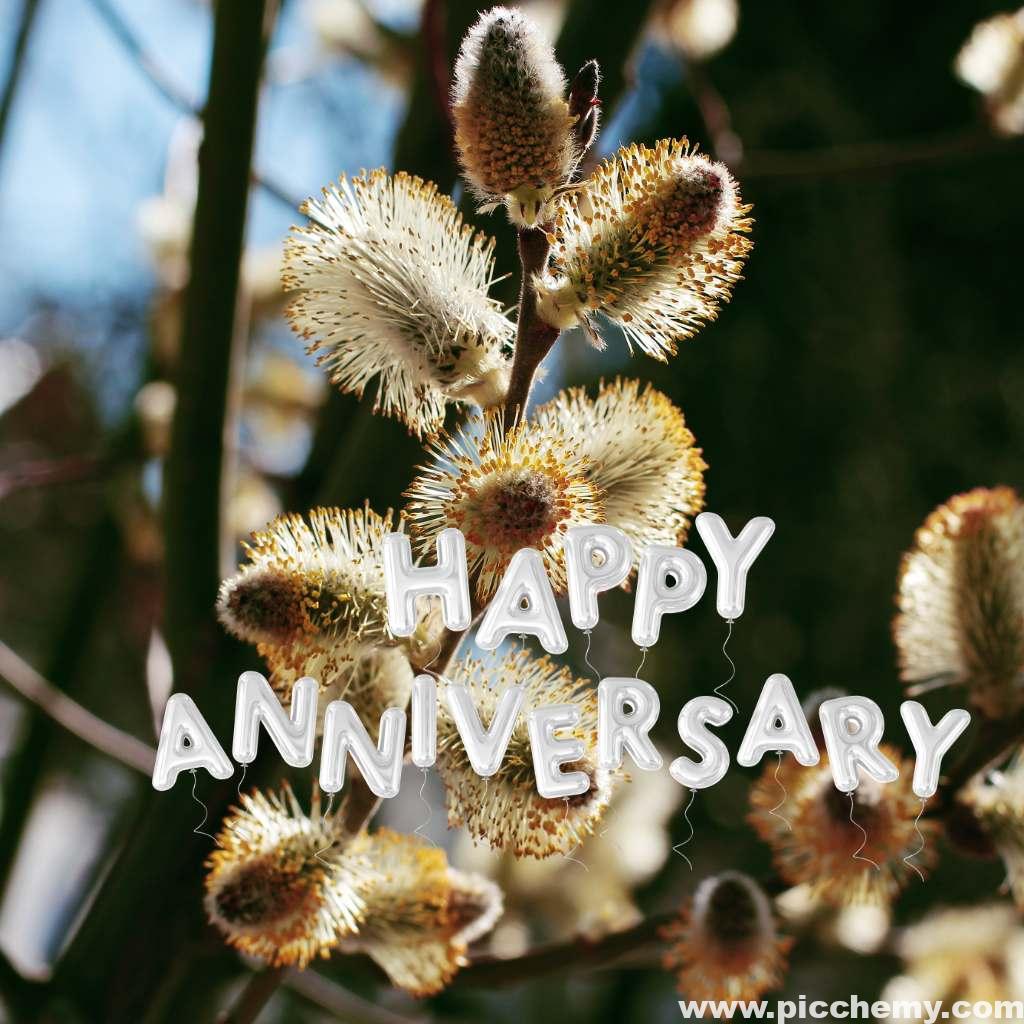 salix caprea Happy anniversary images